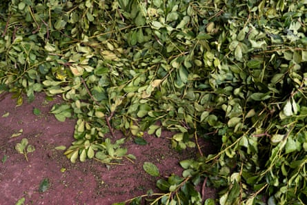 Yerba mate is one of the ancestral plants that are most consumed throughout the country. Regardless of the weather, there is always a suitable drink made of this product.
