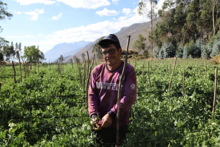 A farmer wearing a cap stands in a field of sugar-snap peas, with mountains in the distance behind him
