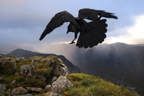 A raven at the top of Stob Dearg on Buachaille Etive Mor, Scotland 2018