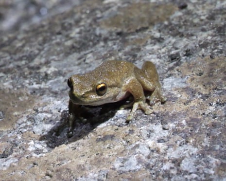 Hopes high as hundreds of critically endangered frogs survive release into wild in Victoria Hopes high as hundreds of critically endangered frogs survive release into wild in Victoria