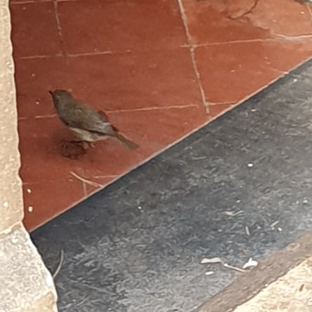 One of the robins entering Tabitha’s house.