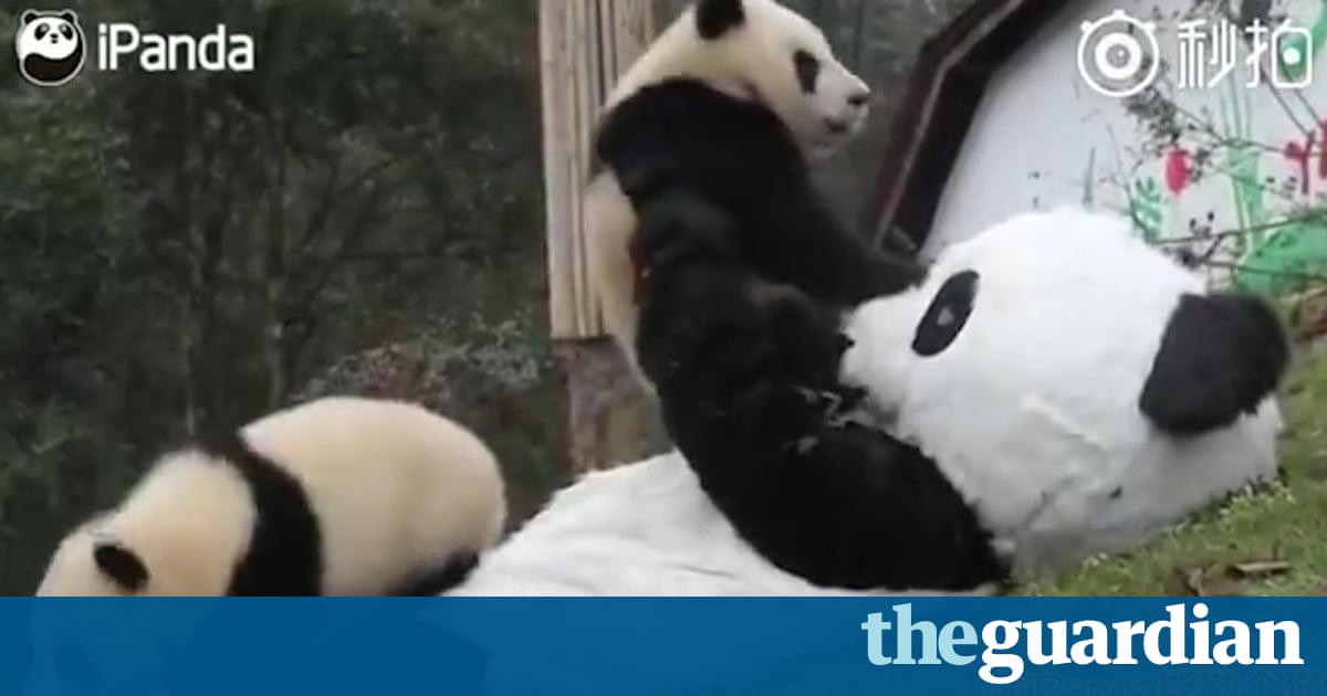 Парень в костюме панды поимел ее Парень в костюме панды поимел ее