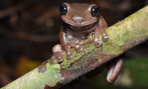 The ‘chocolate frog’, Litoria mira, which an Australian scientist discovered in New Guinea swamps. 