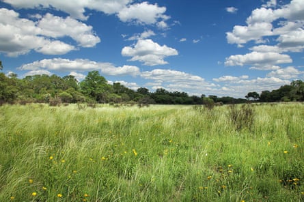 A green grassy landscape with trees in the background and blue skies above