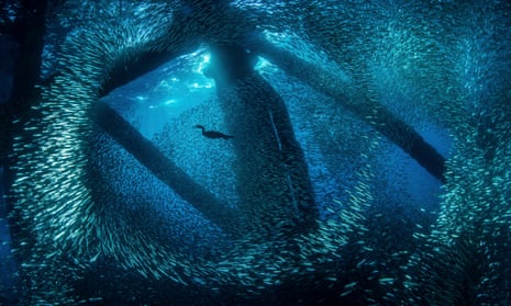 A cormorant swims through baitfish under oil rigs in Southern California. A different image showing a bird hunting fish beneath an oil platform was featured in the 2106 Wildlife Photographer of the Year exhibition.