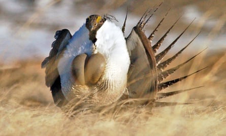 Rare species such as the greater sage grouse that do a mating dance at the Malheur national wildlife refuge, occupied by the militia, have already been harmed by widespread cattle grazing on high-desert plains across the west.