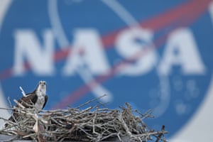 Uma águia-pesqueira em um ninho com um letreiro da NASA ao fundo