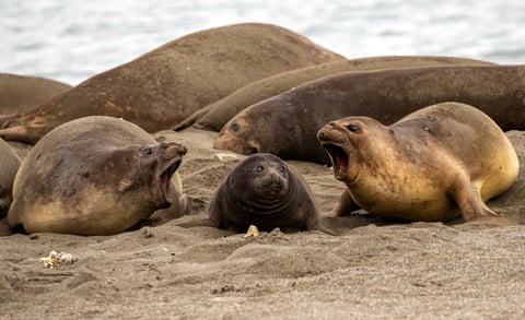 Two adult female elephant seals with their mouths open, barking at a wide-eyed seal pup who is sitting between them