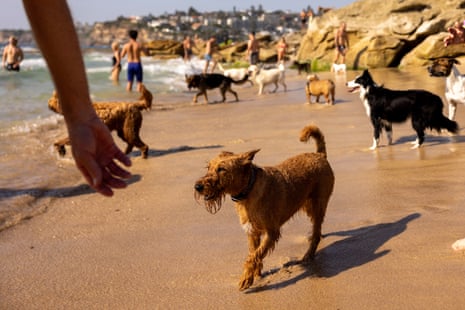 People and their pets at MacKenzies beach in Sydney, Australia