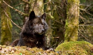 A wolf rests in a mossy bed on the forest floor of the Tongass national forest.