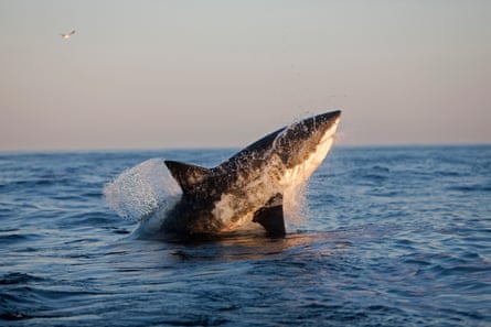Great white breaches off South Africa