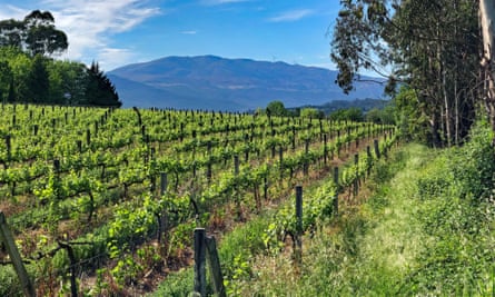Grape vines in the Alto Minho.