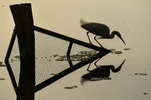 Uma grande garça branca tenta pescar no Lago Dal em Srinagar, na Índia, após uma forte chuva