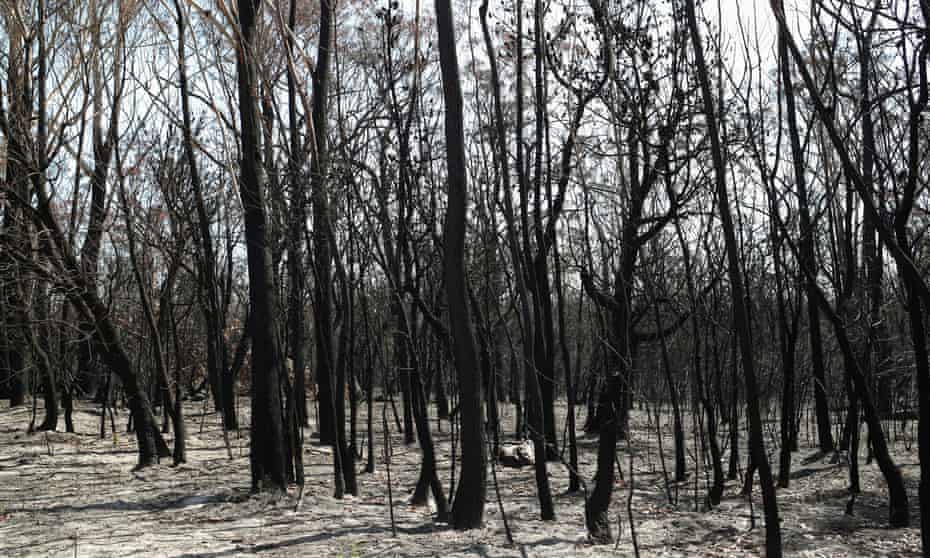 Charred forest near Batemans Bay, New South Wales