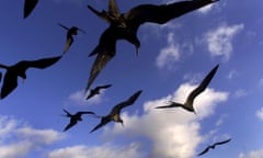 ENVIRONMENT<br>A group of frigate birds fly over San Cristobal islands, in the Galapagos Archipelago, Saturday, Jan. 27, 2001 where the Jessica, an Ecuadoren tanker ran aground last week spilling more than 160,000 gallons of fuel in San Cristobal Island. Although environmentalists are relieved over the relatively limited impact of the spill, experts continue to monitor the effects of the spill that poses a threat to unique creatures great and small off this fragile natural treasure where Charles Darwin forged his theory of evolution. (AP Photo/Ricardo Mazalan)