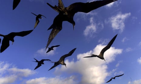 A group of frigate birds fly over San Cristobal islands in the Galapagos Archipelago.