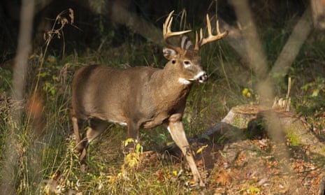 Wildlife agencies are finding elevated levels of PFAS chemicals, also called ‘forever chemicals’, in game animals such as deer.