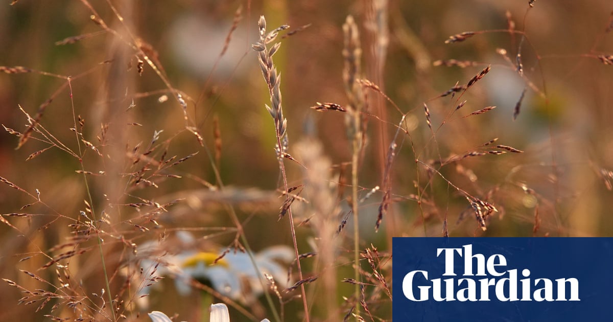 Country diary: I’m immersed in the rich, chromatic aura of a summer meadow | Mark Cocker