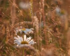 Summer Meadow's Richness Described in Derbyshire