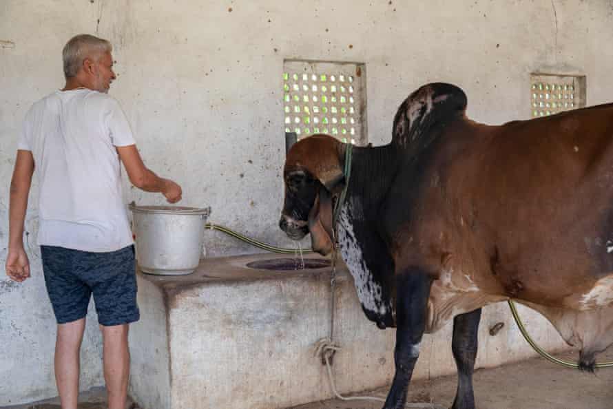 Fans, sprinklers and cold baths for cows: India’s dairy farmers face searing heat 13 Milk production of indigenous breeds is more robust than crossbred cows in heatwaves.