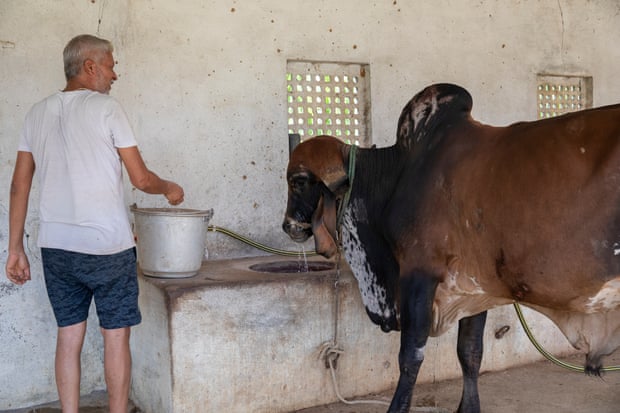 Fans, sprinklers and cold baths for cows: India’s dairy farmers face searing heat 7 Milk production of indigenous breeds is more robust than crossbred cows in heatwaves.