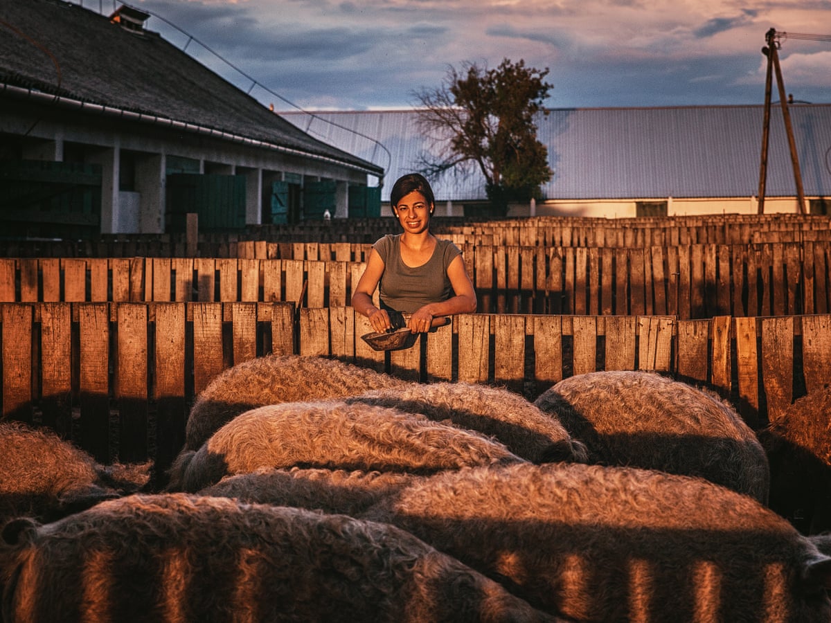 Mangalica The Hairy Hungarian Pig Nearly Wiped Out By Communism