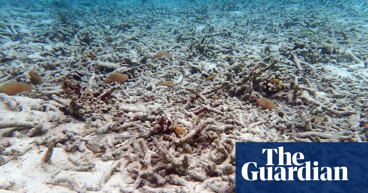 Oceans are as hot as humans have known them and we’re to blame - The Guardian