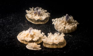 The researchers also found that the jellyfish slowed down during the day if they were âkept awakeâ at night.