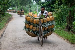 A man rides a bicycle overloaded with large baskets full of ripe pineapples on a rural road lined with greenery in Tangail, Bangladesh