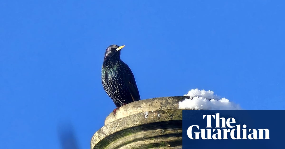 Country diary: Bit by bit, bird by bird, our wildlife is waking up | Josie George