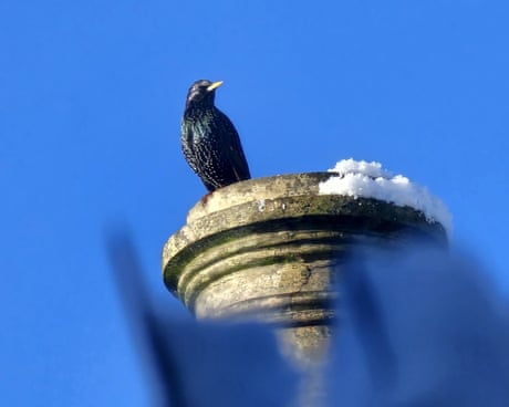 Country diary: Bit by bit, bird by bird, our wildlife is waking up | Josie George