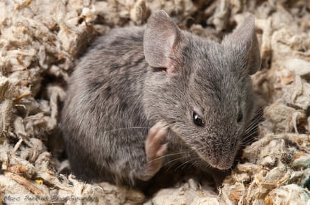 A mouse scratching its fur