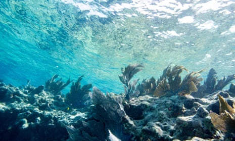 Fish swim around a coral reef in Key West, Florida