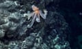 An octopus on an underwater mountain off the coast of Chile