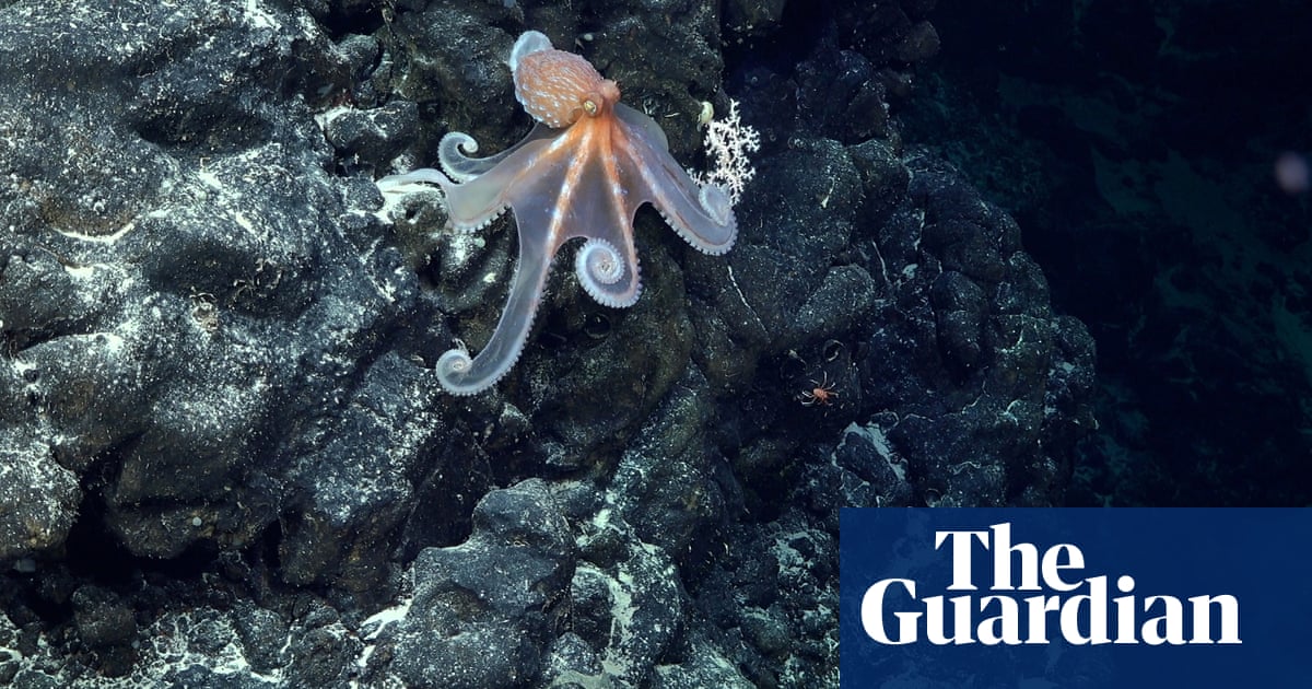 Dragons, sea toads and the longest creature ever seen found on undersea peaks off South America | Marine life