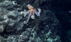 Dragons, sea toads and the longest creature ever seen found on undersea peaks off South America