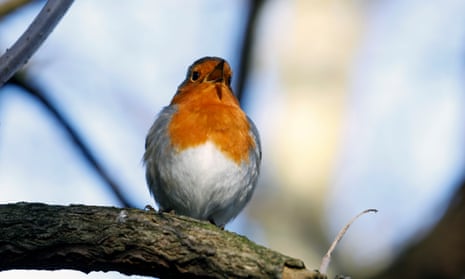 Robins can adapt their songs to ward away their rivals.