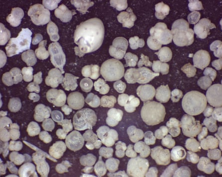 Microfossils from within the layers of the Twelve Apostles.