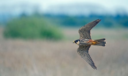 Hobby falcon