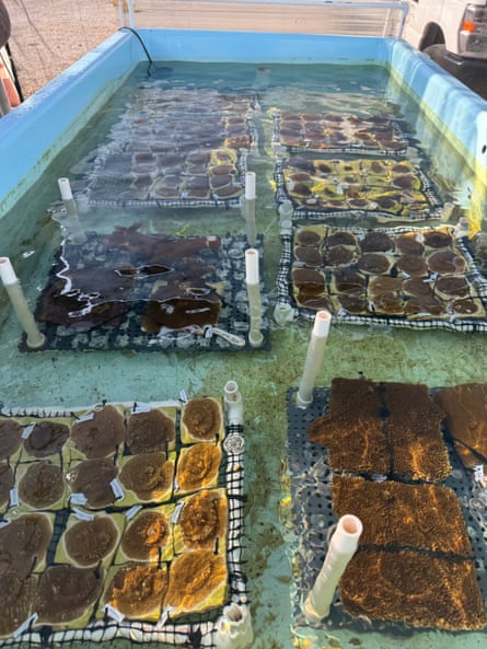 Nursery-grown juveniles from the reef-building elkhorn species.