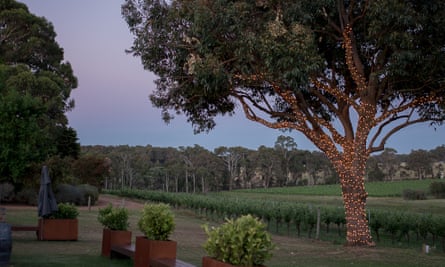 View over the vineyard at dusk at Hay Shed Hill, Margaret River, Australia.