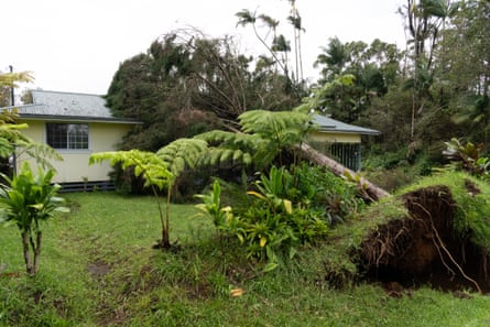 a toppled tree