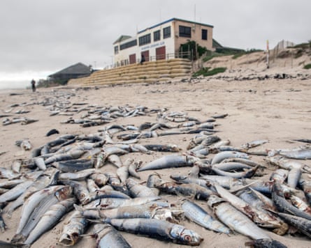 Piles of dead sardines on a sandy beach.