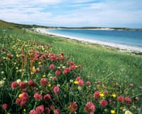 Clovers vetches and other wildflowers growing on the Machair of Balranald RSPB reserve North Uist Outer Hebrides ScotlandAR61F1 Clovers vetches and other wildflowers growing on the Machair of Balranald RSPB reserve North Uist Outer Hebrides Scotland