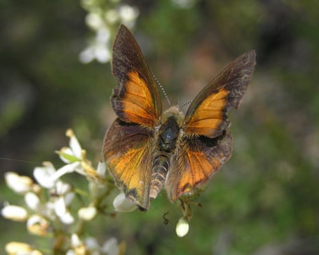 Butterflies around the world are changing habitats – and experts say it's 'signalling a warning' | Butterflies | The Guardian