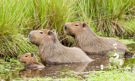 A capybara family in water