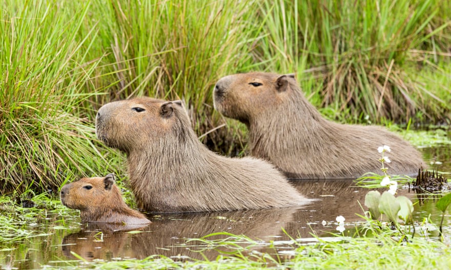 A capybara family in water