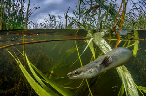 Split-level shot of a European eel (Anguilla anguilla) in freshwater swimming among reeds and waterweeds