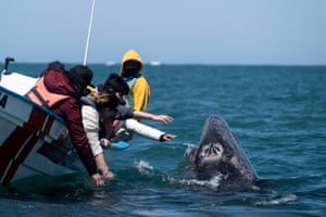 Observadores de baleias tentam tocar uma baleia cinza