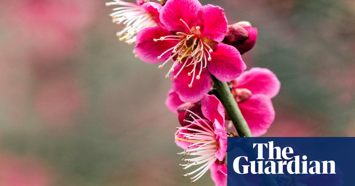 gardening tips plant a